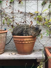 High angle view of cat by potted plants in yard