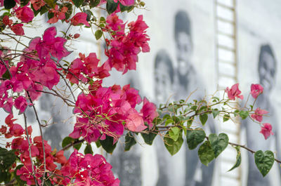 Close-up of pink flowering plant