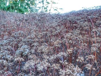 Close-up of plants against sky