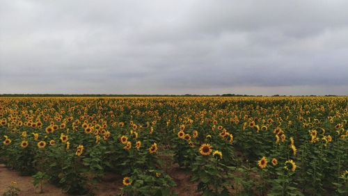 Scenic view of field against cloudy sky