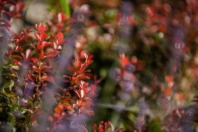 Close-up of red flowering plant during autumn