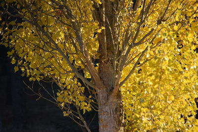 Close-up of tree in autumn