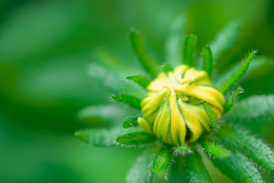 Close-up of yellow flowers
