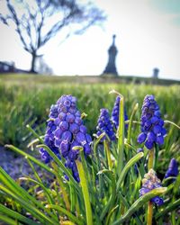 Close-up of purple flowers blooming in field