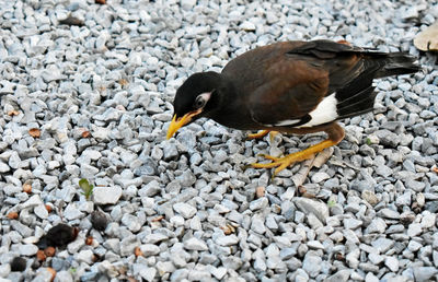 High angle view of bird on rock