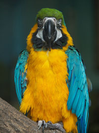 Close-up of a bird perching on wood