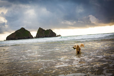 Dog in sea against sky during sunset