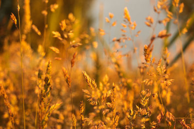 Close-up of plant growing on field