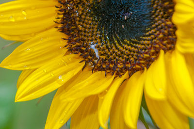 Close-up of yellow flower