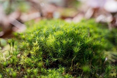 Close-up of plants growing on field