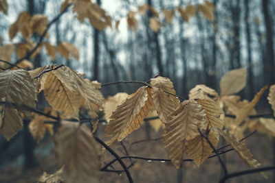 Close-up of dry leaves on branch