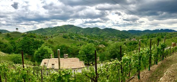 Scenic view of vineyard against sky