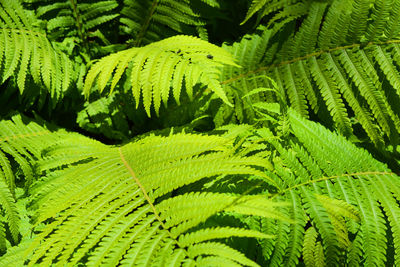 Close-up of green leaves