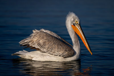 Close-up of pelican