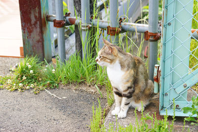 Cat looking away while sitting on metal structure