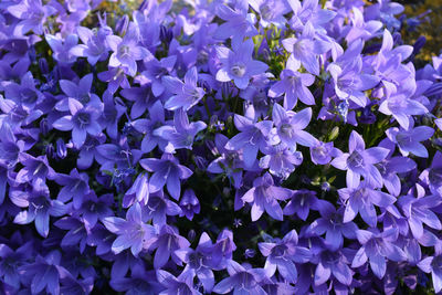 Beautiful mass of purple flowers, known as campanula bavarian blue, growing out of a garden wall