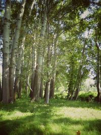 Trees in forest