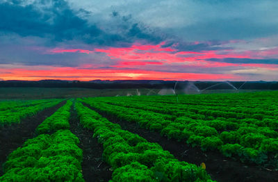 Scenic view of agricultural field against sky during sunset