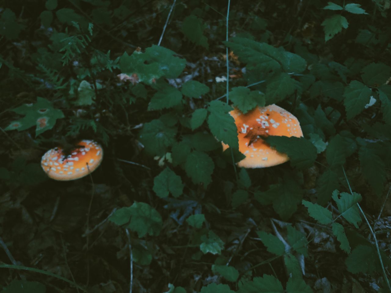 CLOSE-UP OF MUSHROOM GROWING IN FIELD