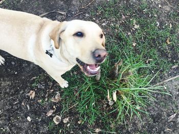 Portrait of dog standing on field