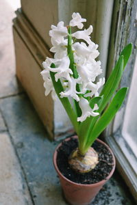 Close-up of flowers in vase