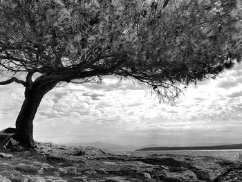 Bare trees on landscape