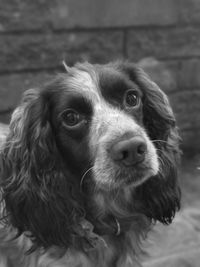 Close-up portrait of dog