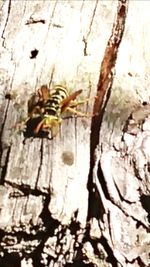 Close-up of bee on tree trunk