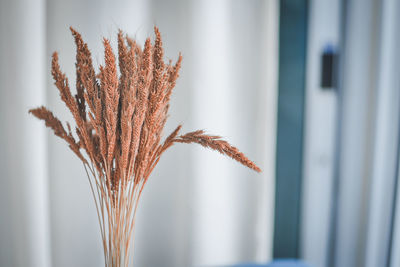 Close-up of dry plant