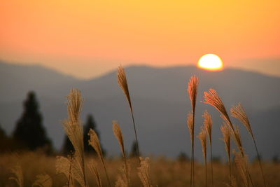 Close-up of stalks in field against orange sky