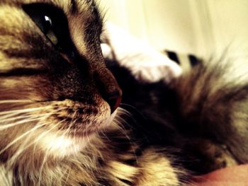 Close-up of cat