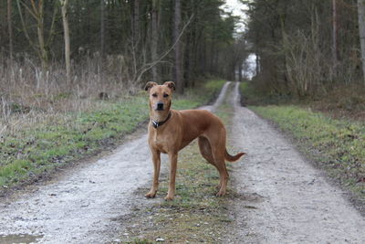 Portrait of dog standing on road