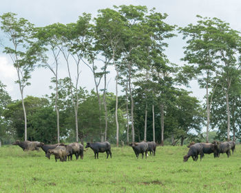 Horses in a field