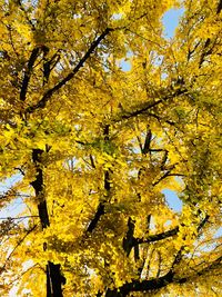 Low angle view of yellow flower tree