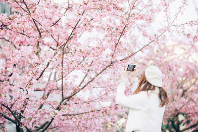 Low angle view of pink cherry blossom tree