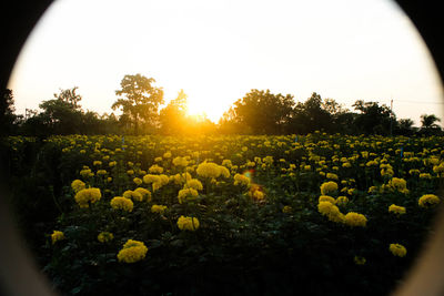 Close-up of yellow flowers growing in field