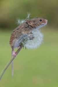 Cute harvest mouse with dandelion seed head clock against natural green background