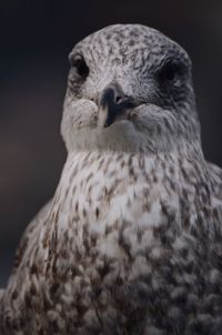 Close-up of owl
