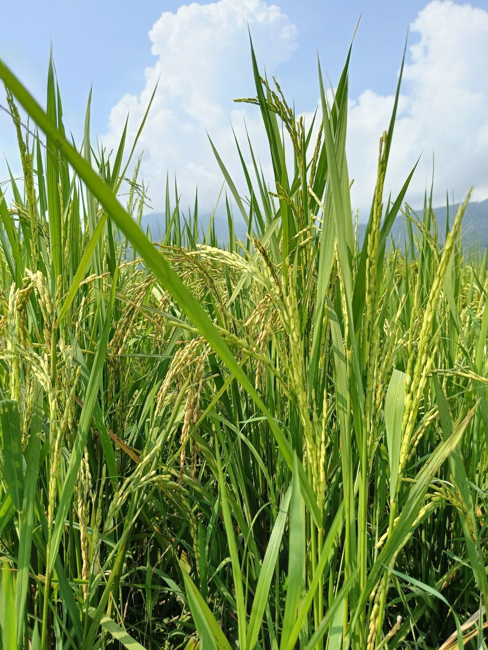 plant, agriculture, sky, field, landscape, land, growth, crop, rural scene, nature, cloud, cereal plant, grass, green, food, farm, environment, food and drink, corn, no people, prairie, beauty in nature, paddy field, day, grassland, meadow, outdoors, blue, summer, barley, vegetable, tranquility