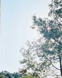 Low angle view of trees against clear sky