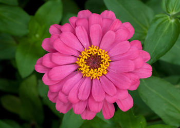 Close-up of pink flower