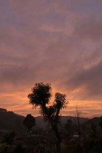 Silhouette trees on field against sky during sunset