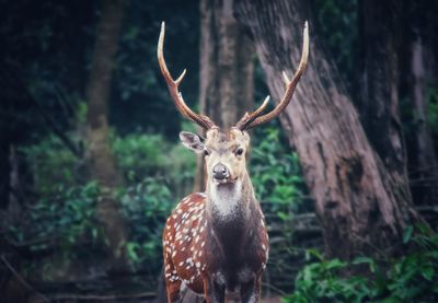 Close-up portrait of deer