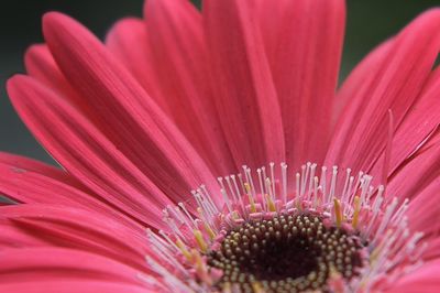 Close-up of pink flower