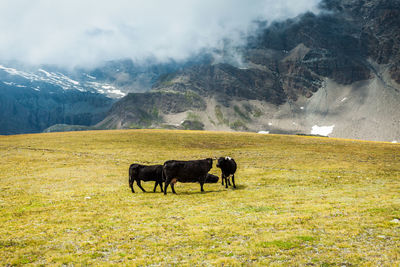 Cows grazing on pasture