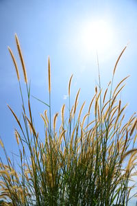Close-up of plants growing on field against clear sky