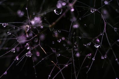 Close-up of plant part/raindrops