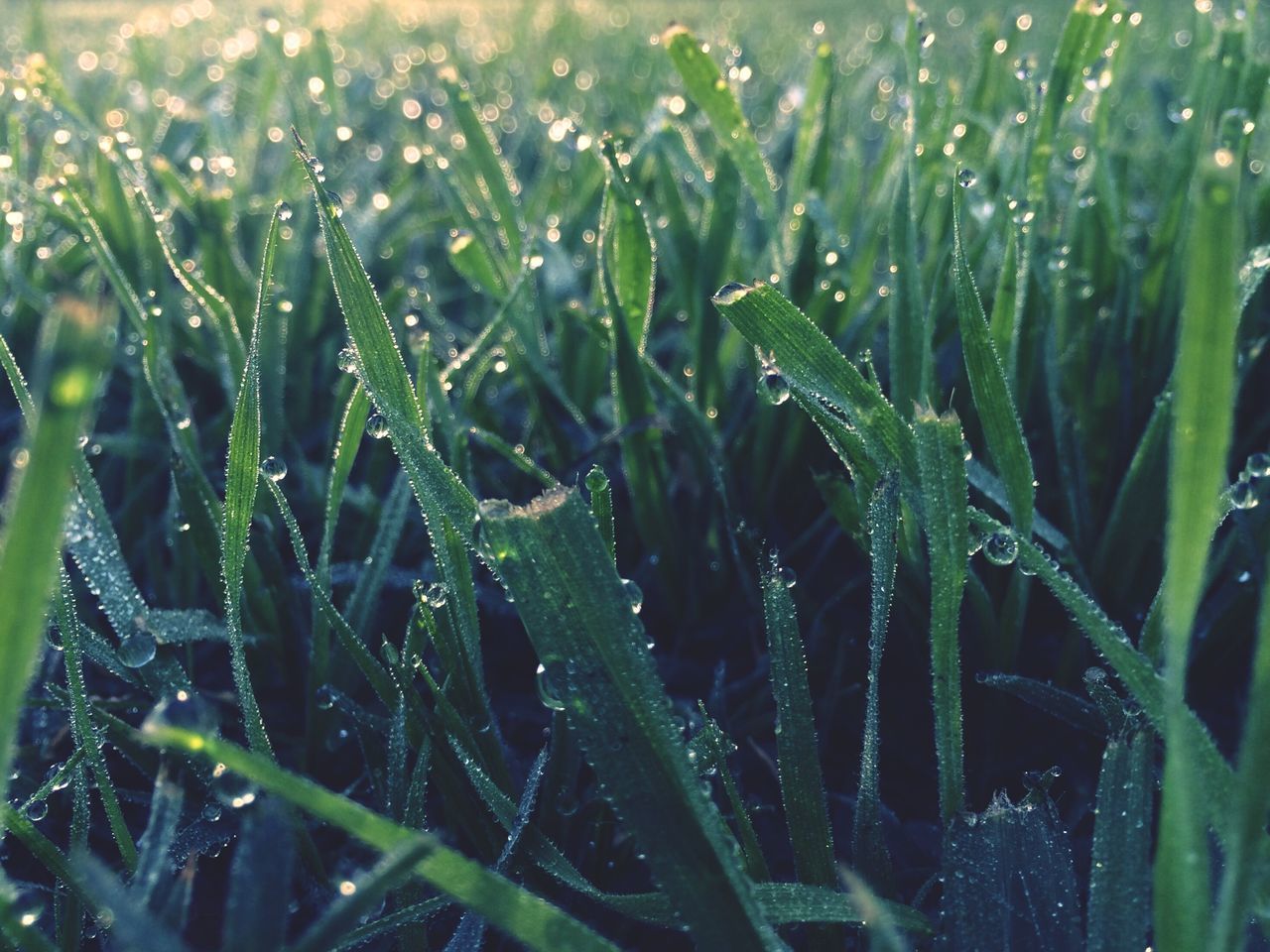 drop, water, wet, growth, dew, close-up, freshness, nature, grass, beauty in nature, plant, blade of grass, green color, fragility, full frame, focus on foreground, raindrop, field, backgrounds, rain
