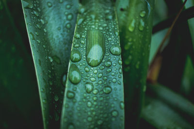 Wet green leaves at rainy day