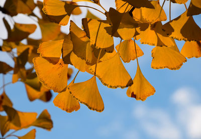 Close-up of yellow leaves against sky